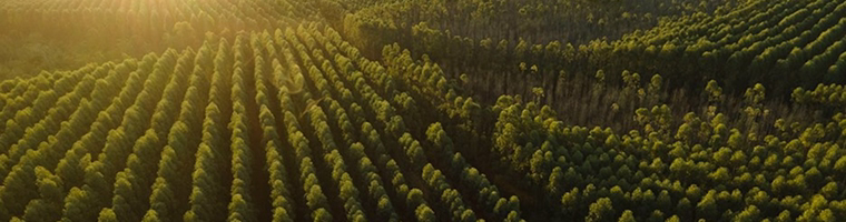 Plantação florestal vista aérea