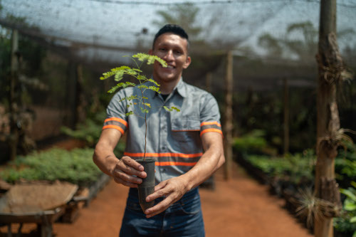 Viveiro de plantas nativas