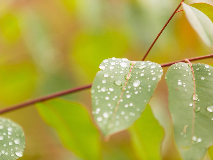 Folha verde com gotas