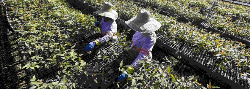 ArcelorMittal BioFlorestas celebra 68 anos de operação e 20 anos de Certificação FSC®
